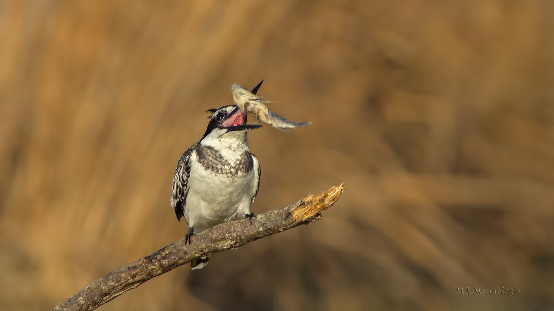 Pied Kingfisher