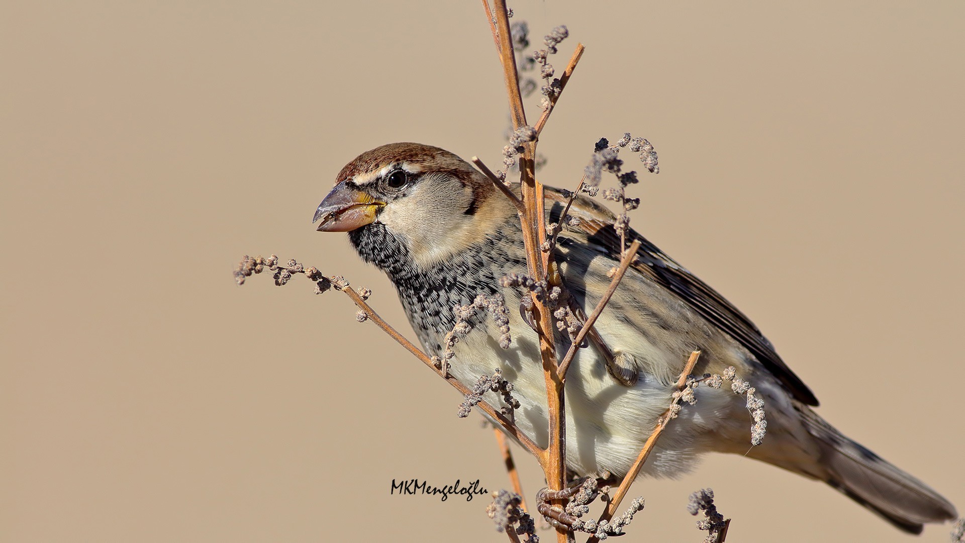 Spanish Sparrow