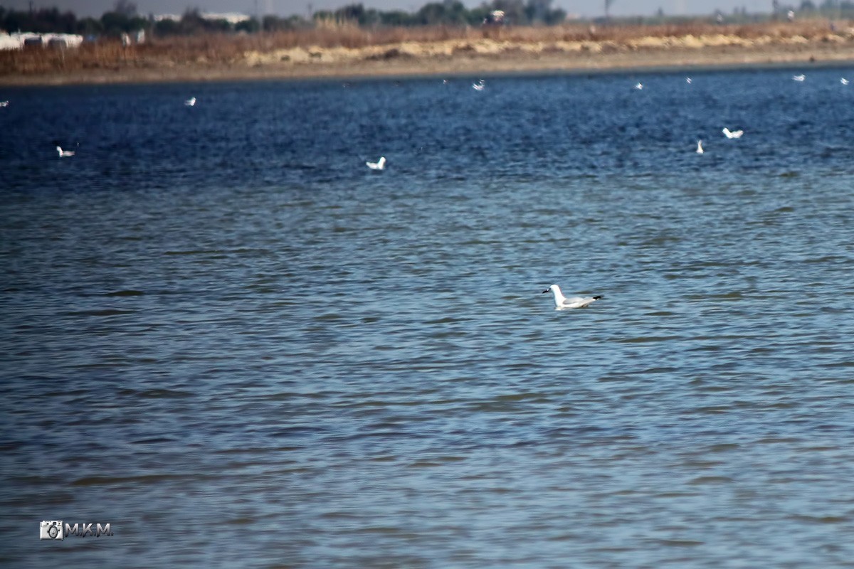 Slender-billed Gull