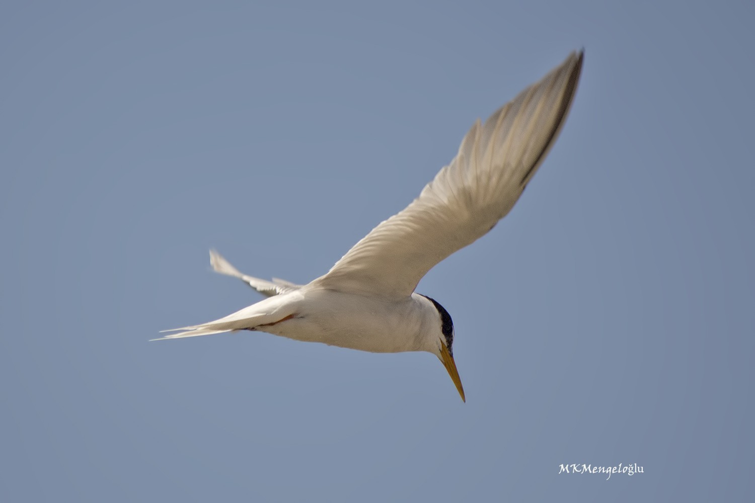 Little Tern