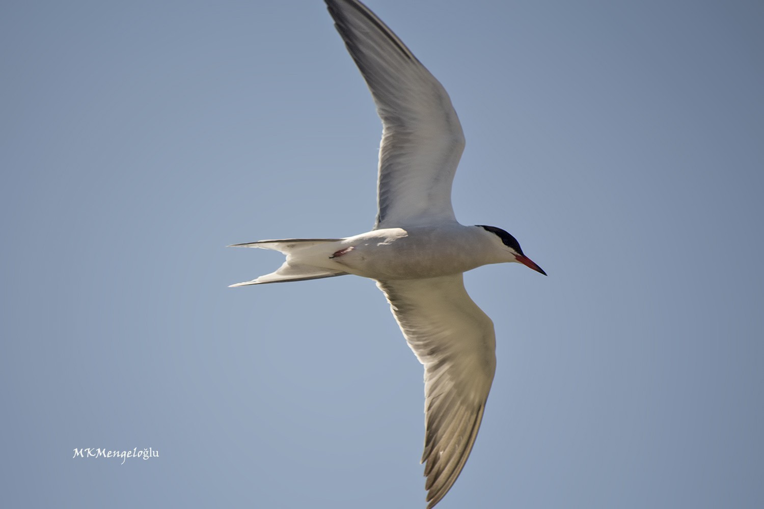 Common Tern