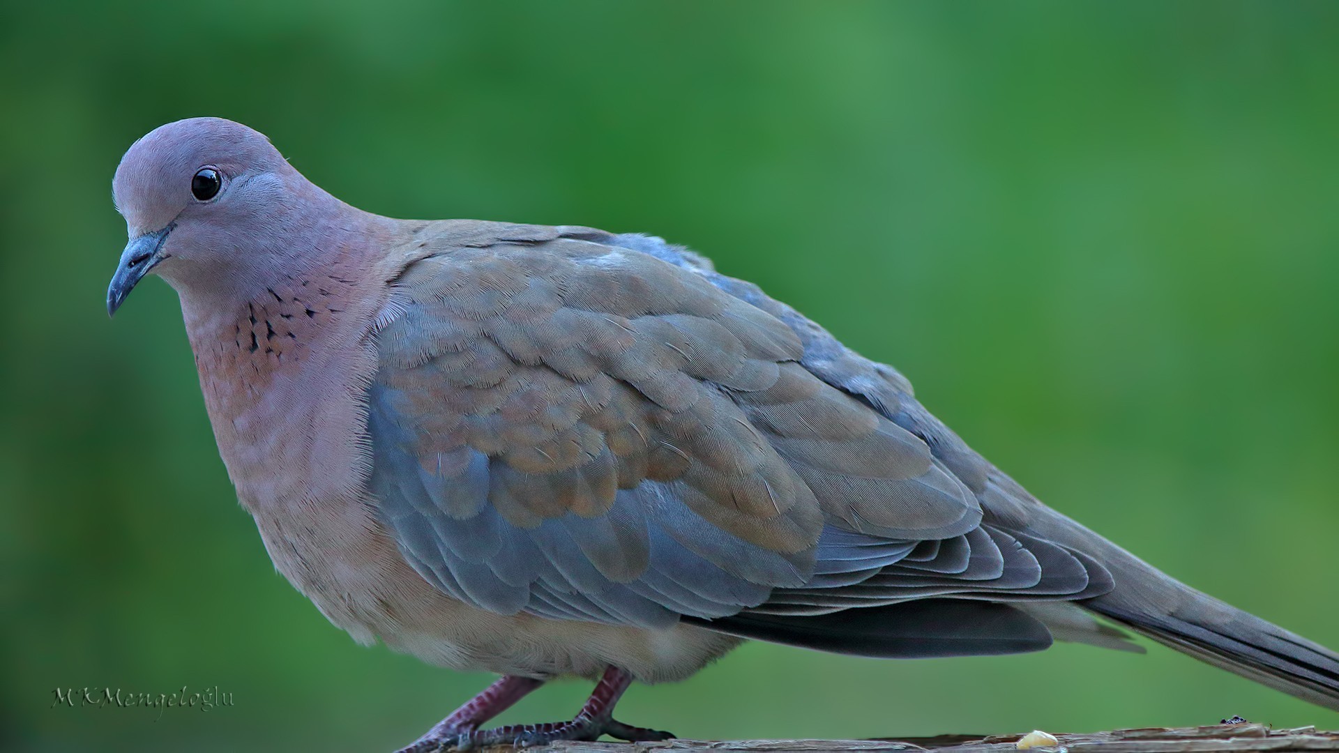 Laughing Dove
