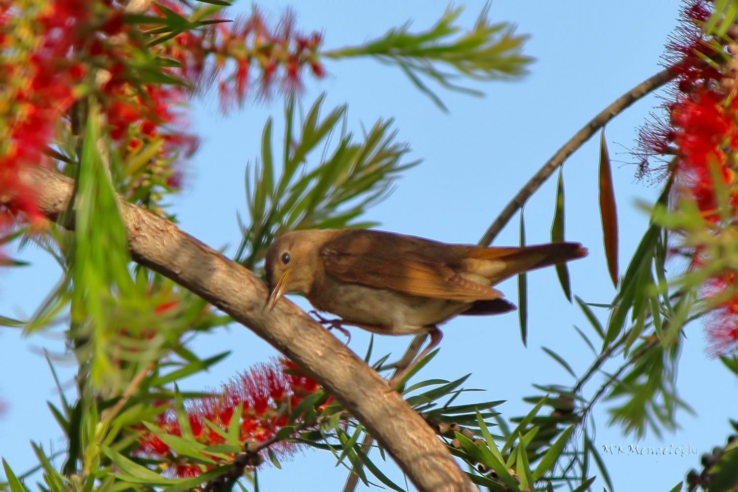 Thrush Nightingale