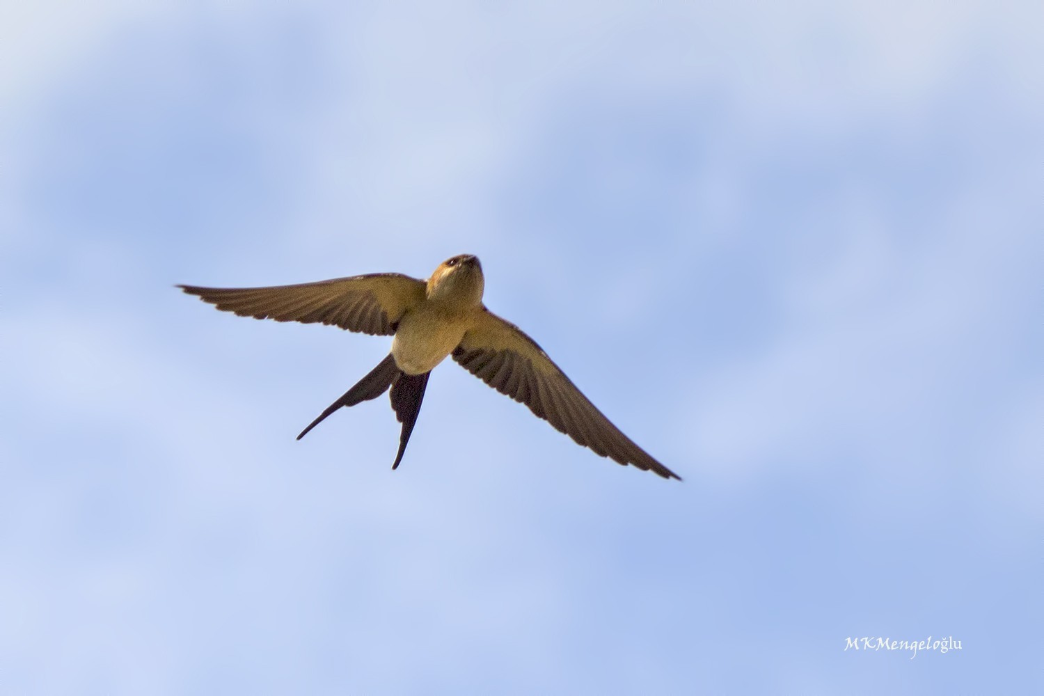 Red-rumped Swallow