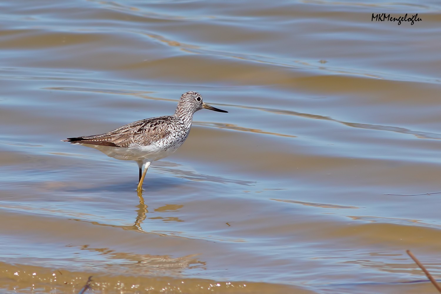 Marsh Sandpiper