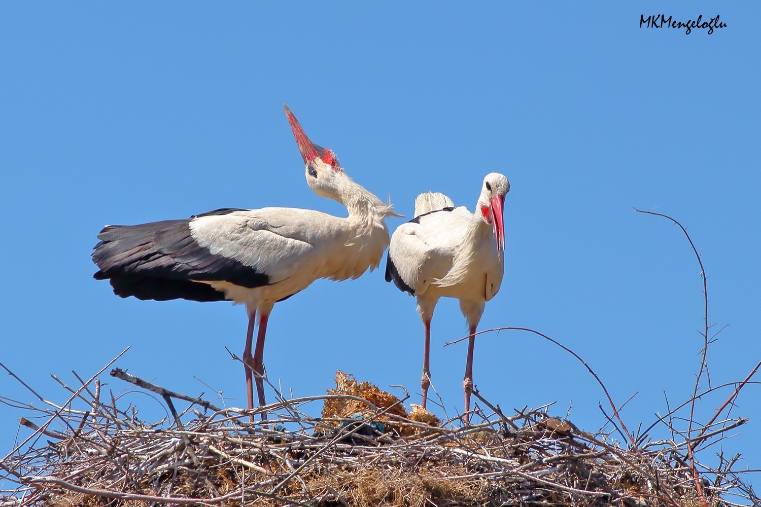 White Stork