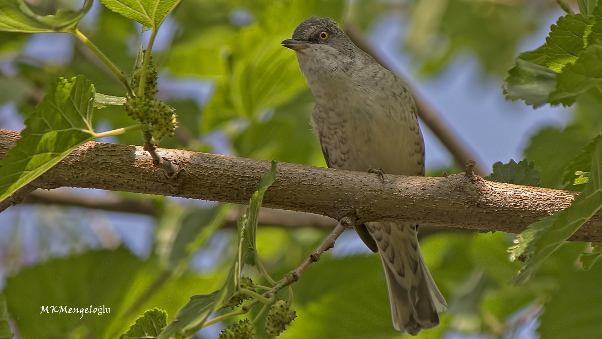 Barred Warbler
