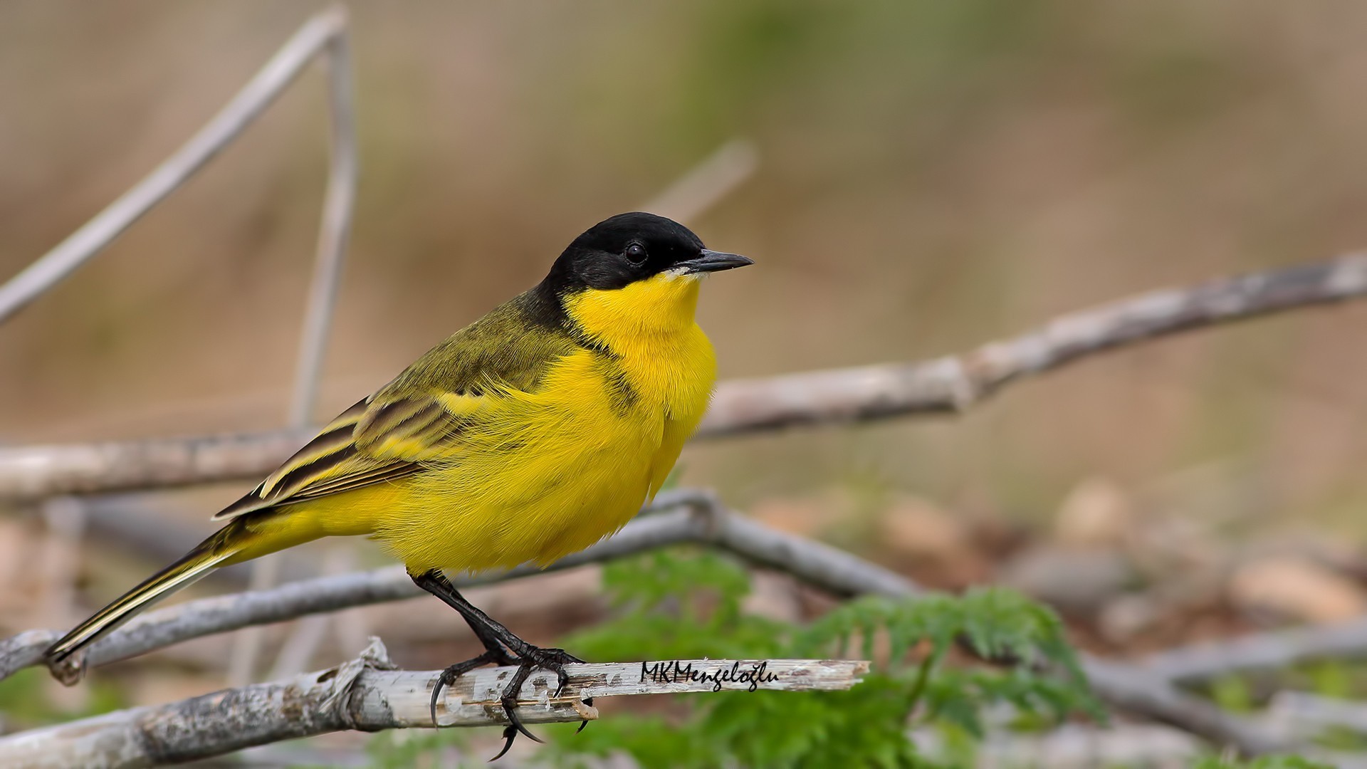 Yellow Wagtail