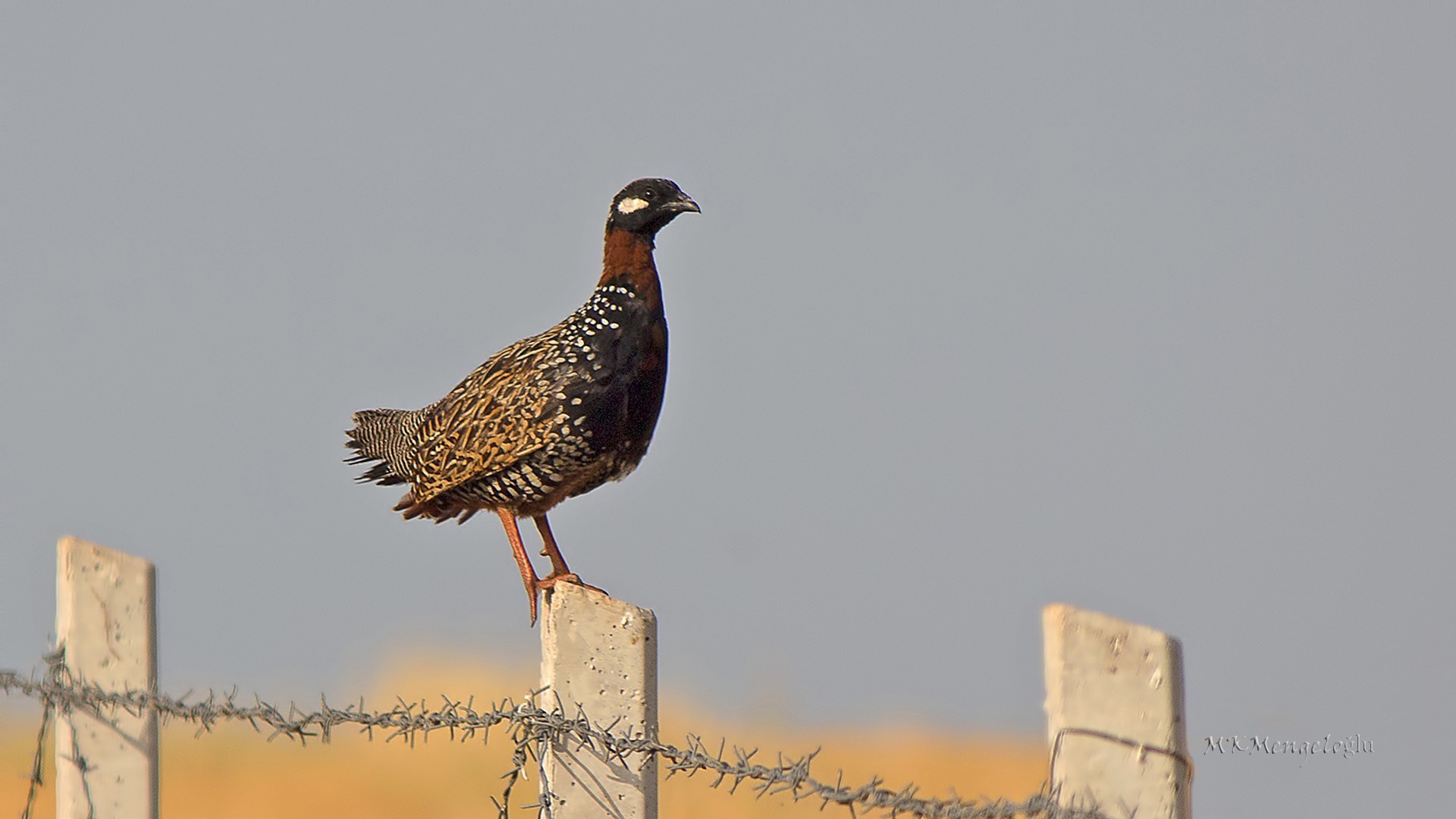Black Francolin