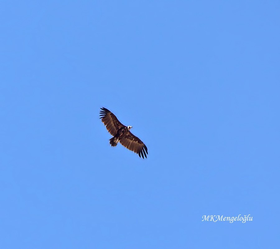 Cinereous Vulture