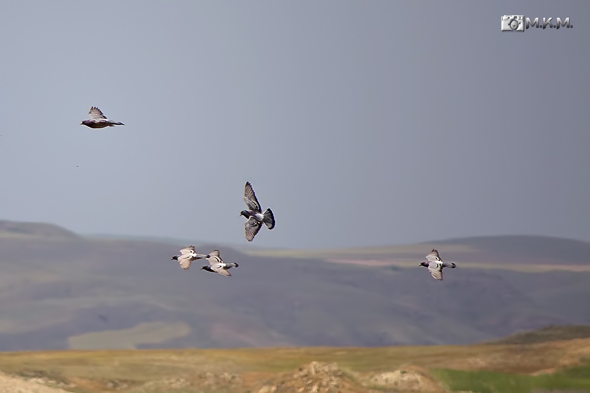Rock Pigeon