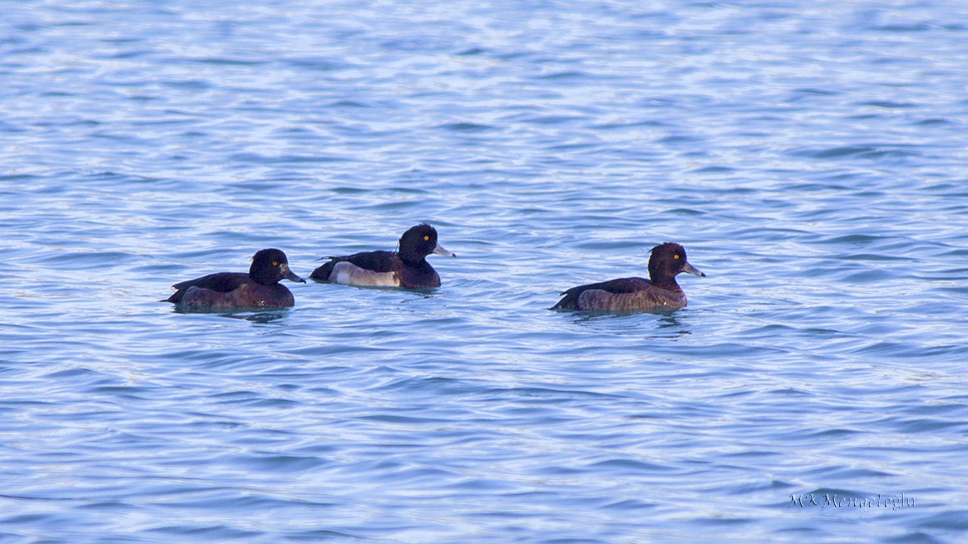 Tufted Duck