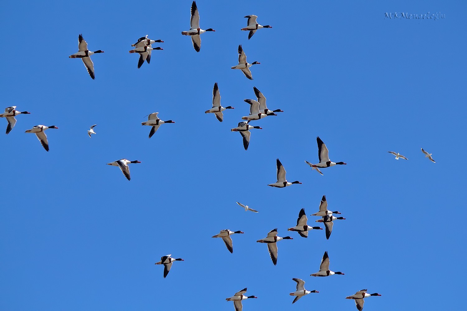 Common Shelduck