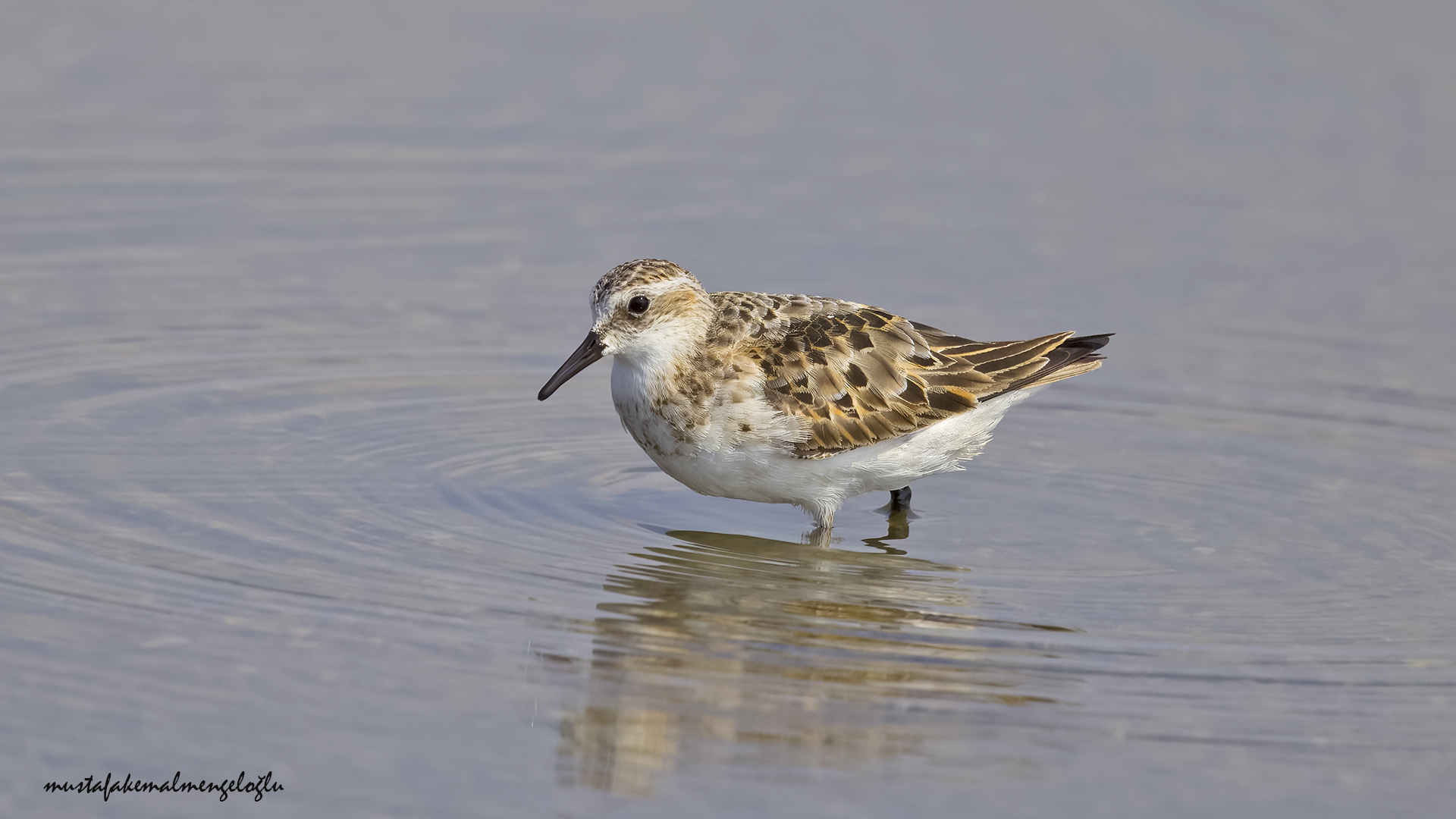 Sanderling