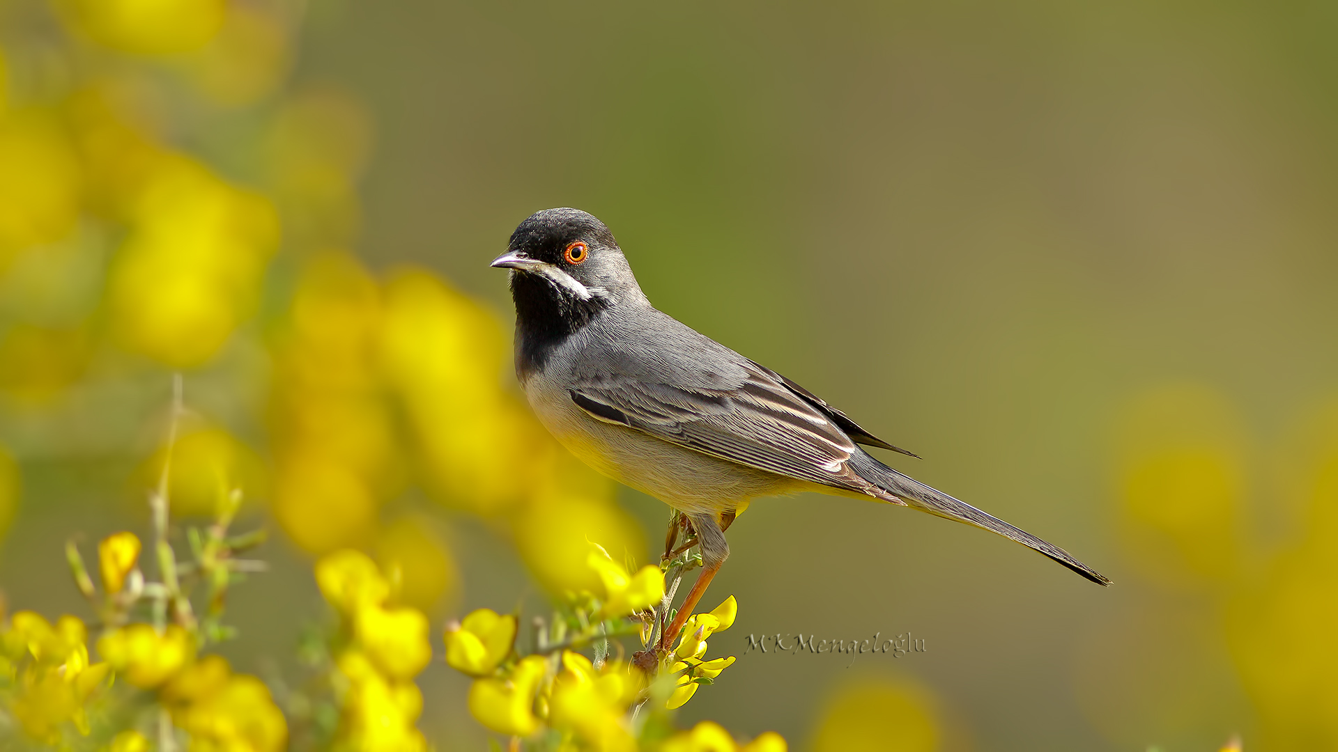 Rüppell's Warbler