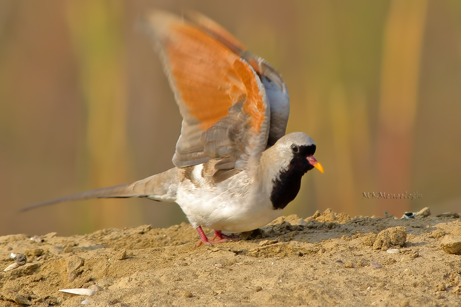 Namaqua Dove