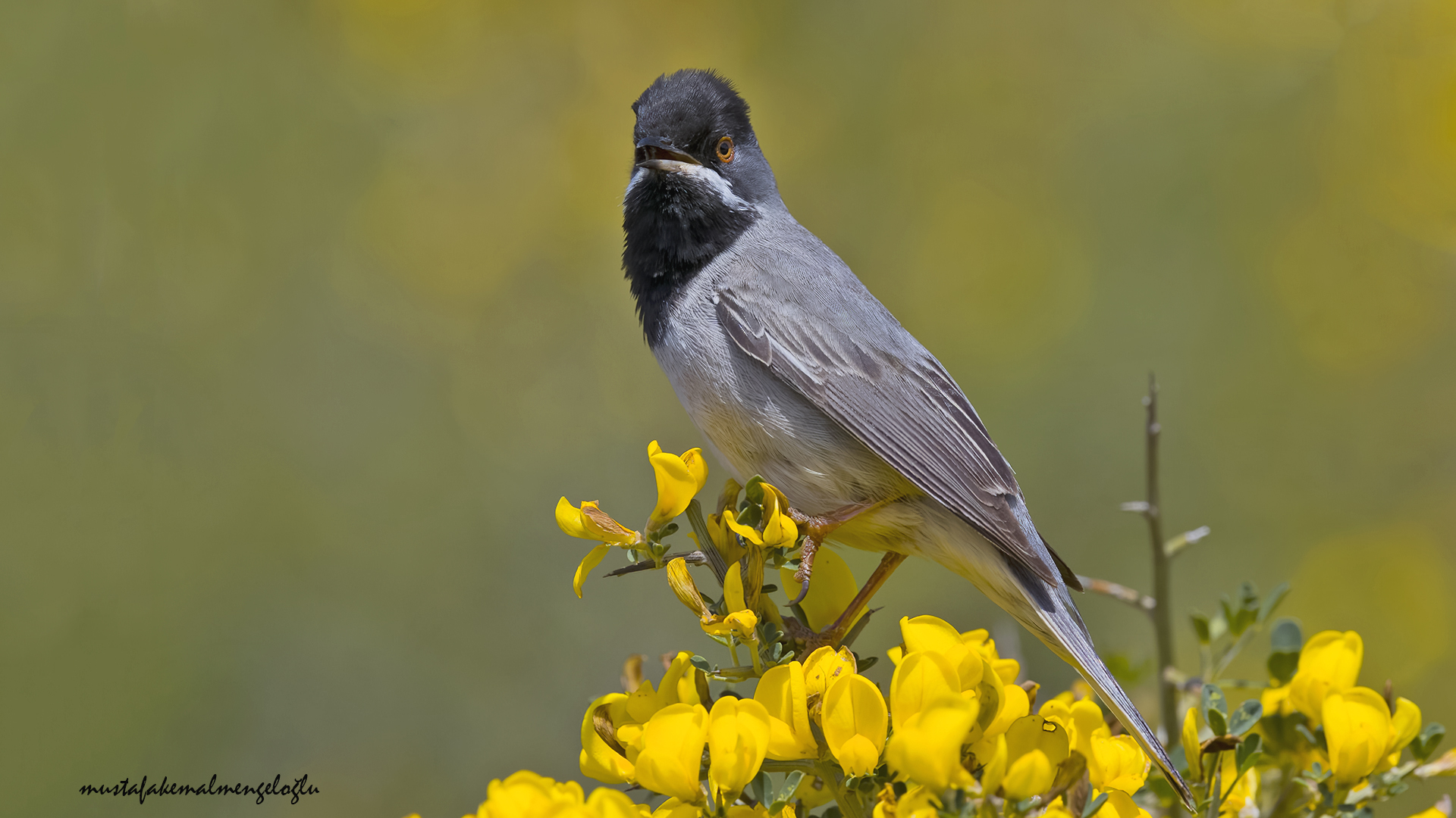 Rüppell's Warbler — Ana fotoğraf