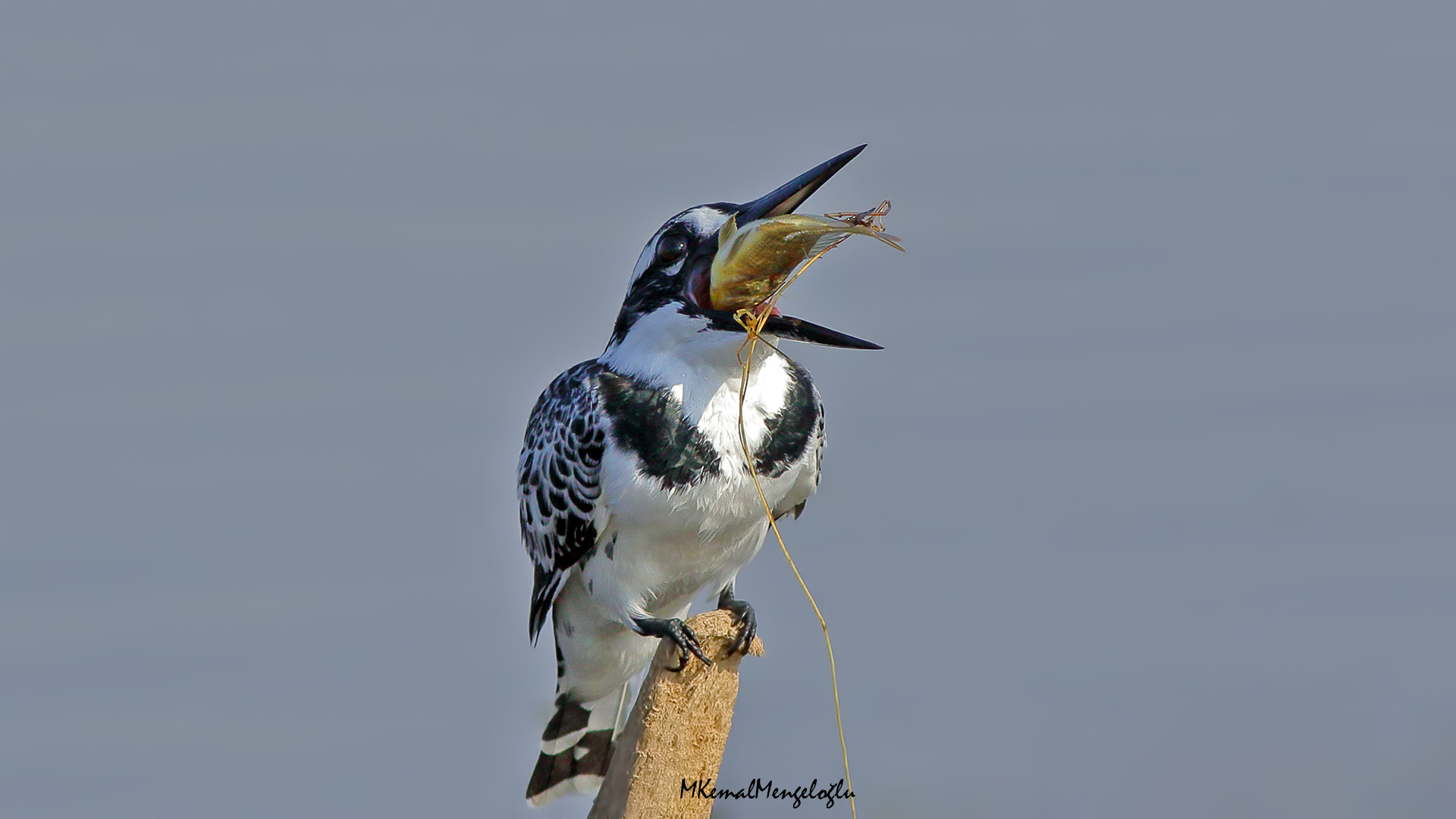 Pied Kingfisher