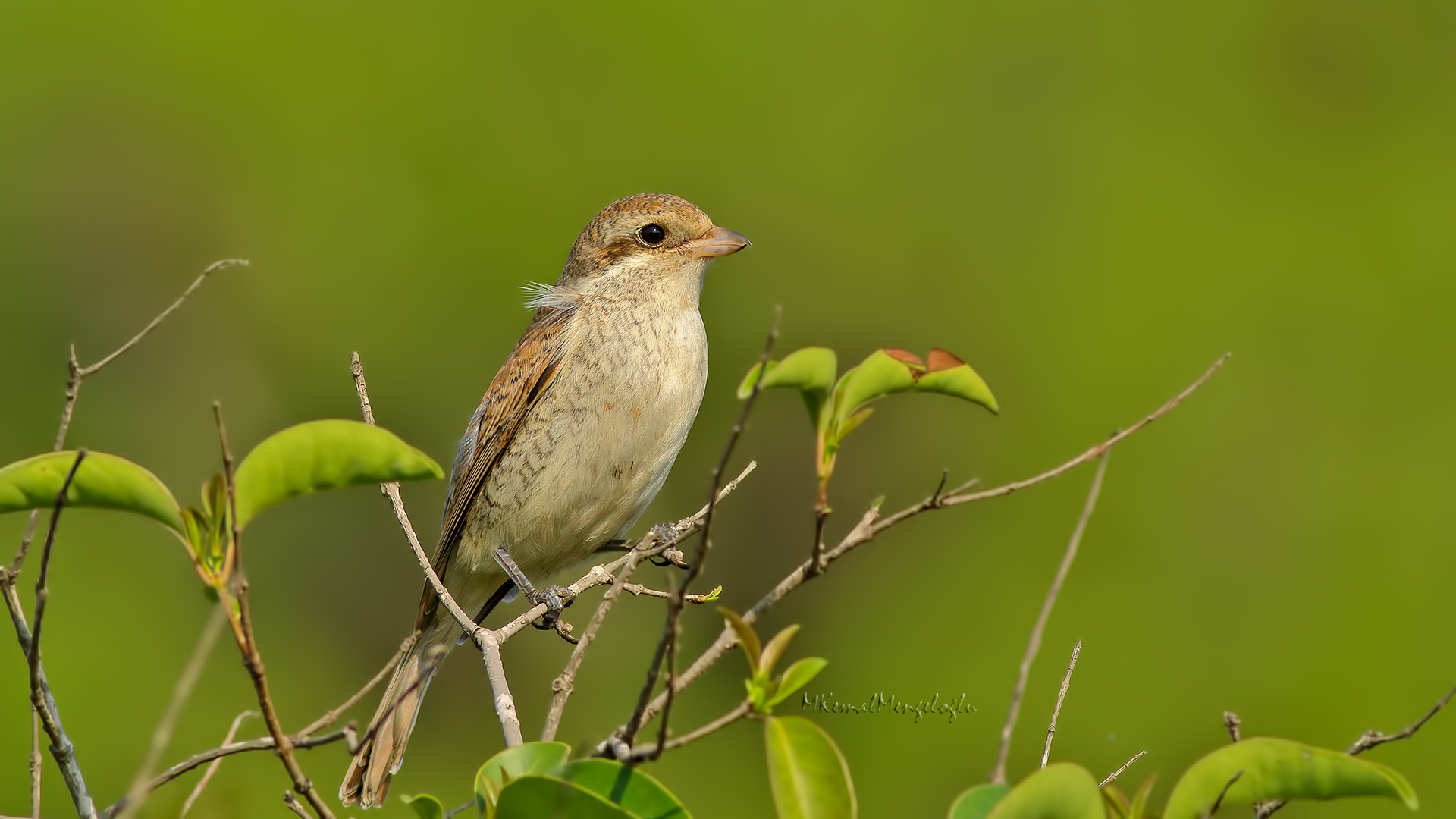 Red-backed Shrike