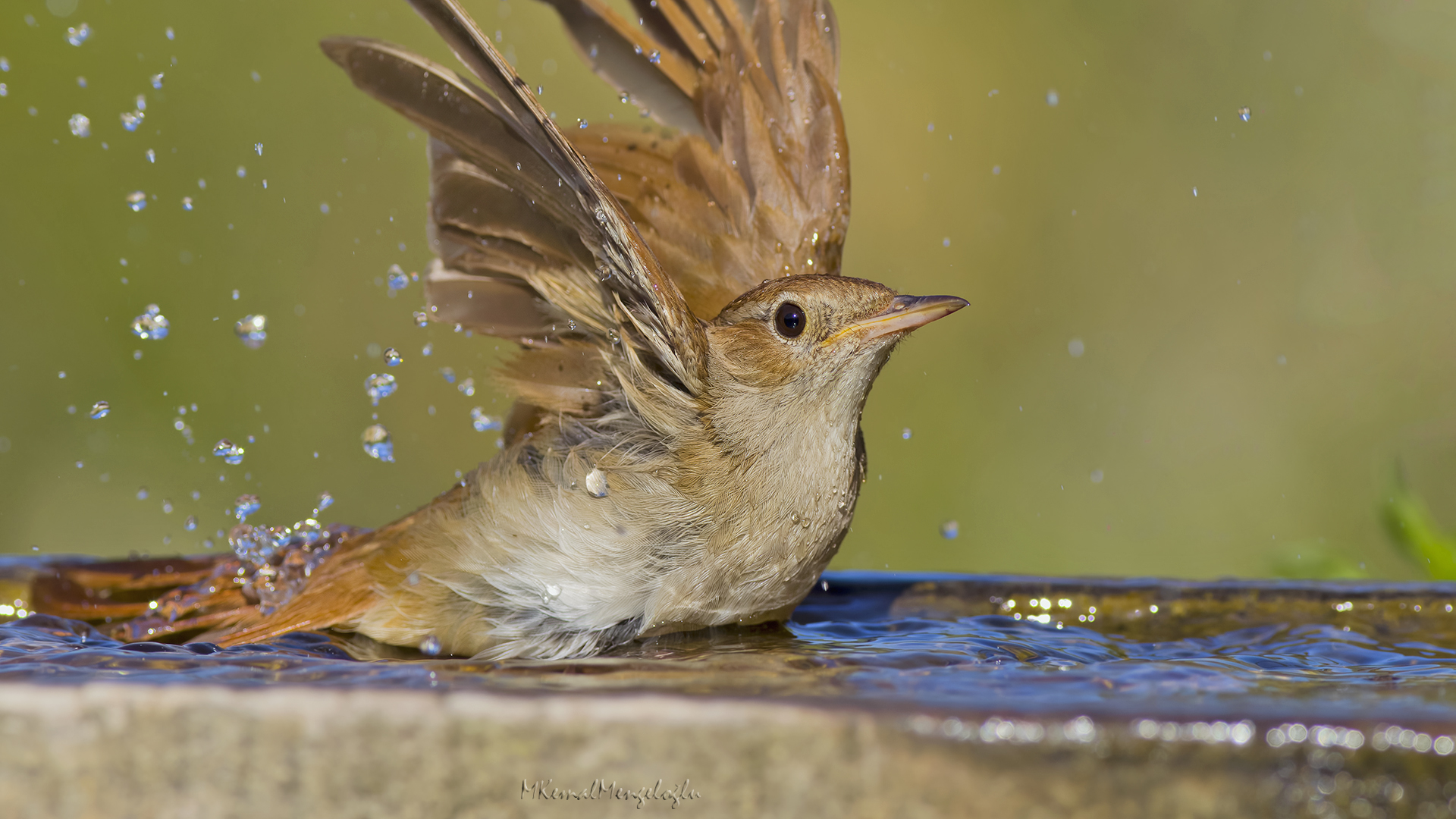 Common Nightingale