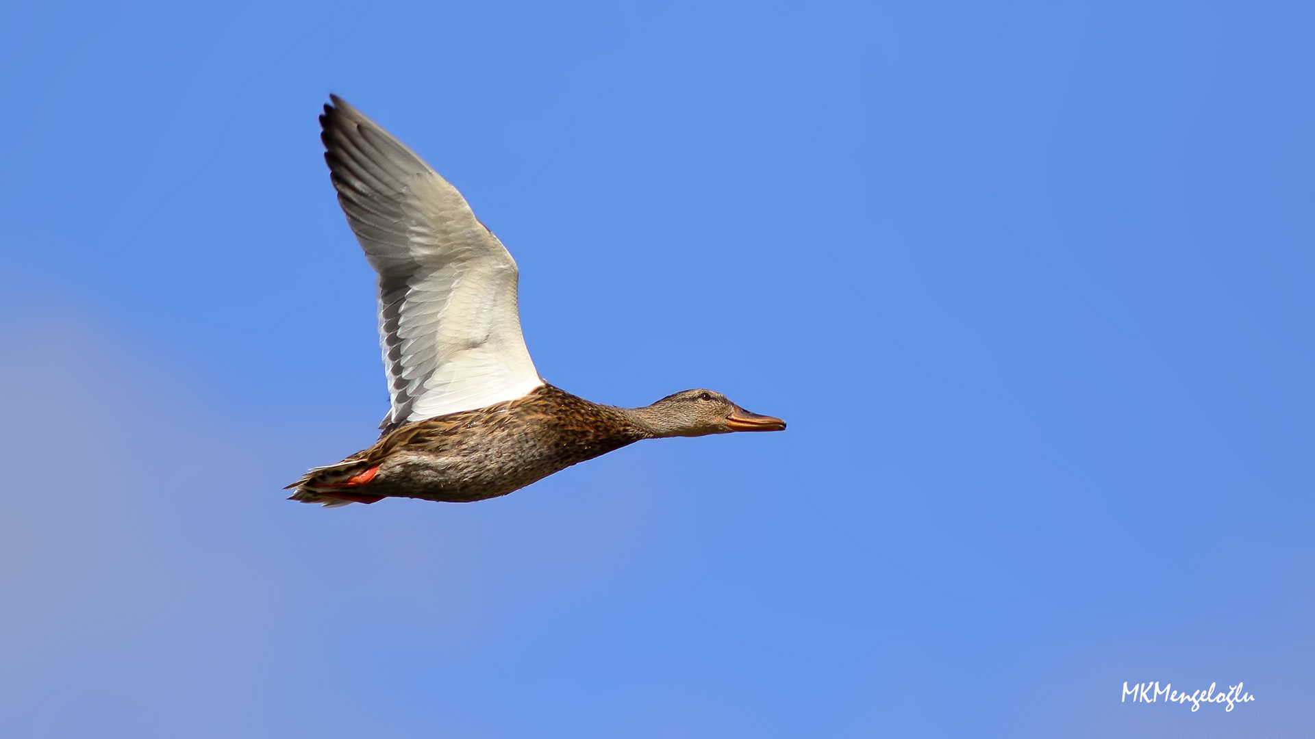 Mallard