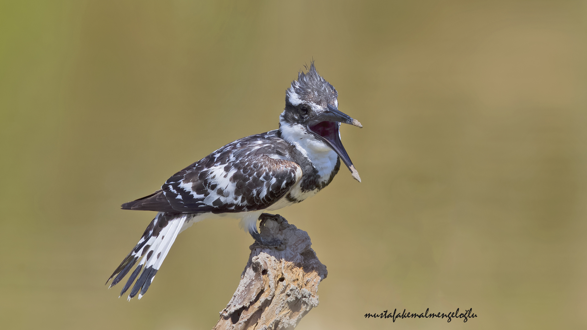 Pied Kingfisher