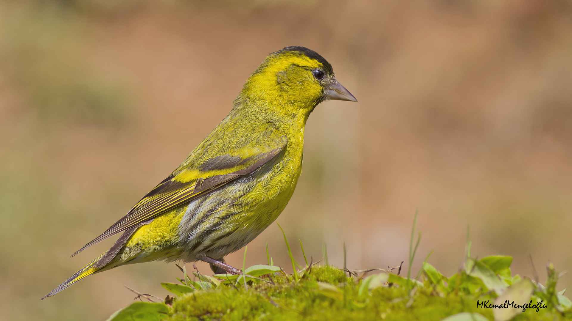 Eurasian Siskin
