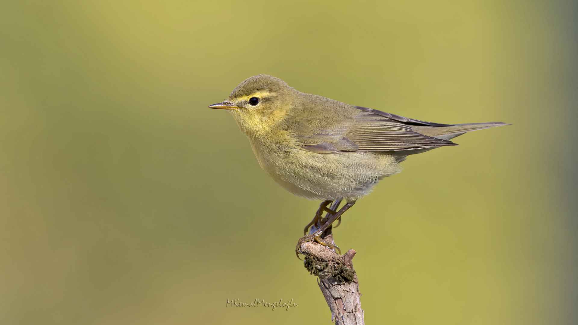 Willow Warbler