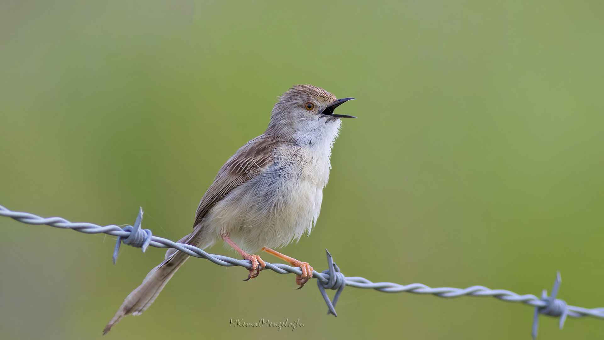 Graceful Prinia