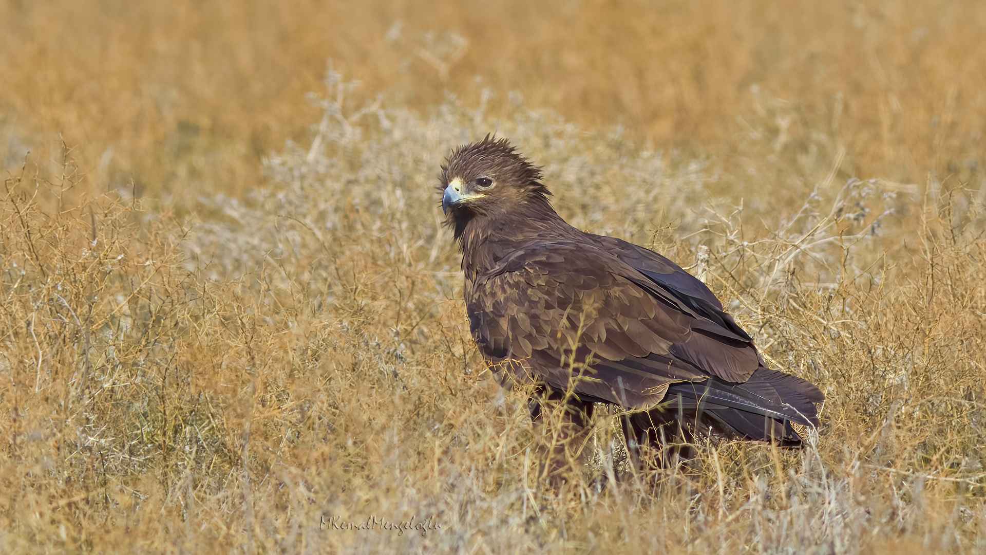 Greater Spotted Eagle