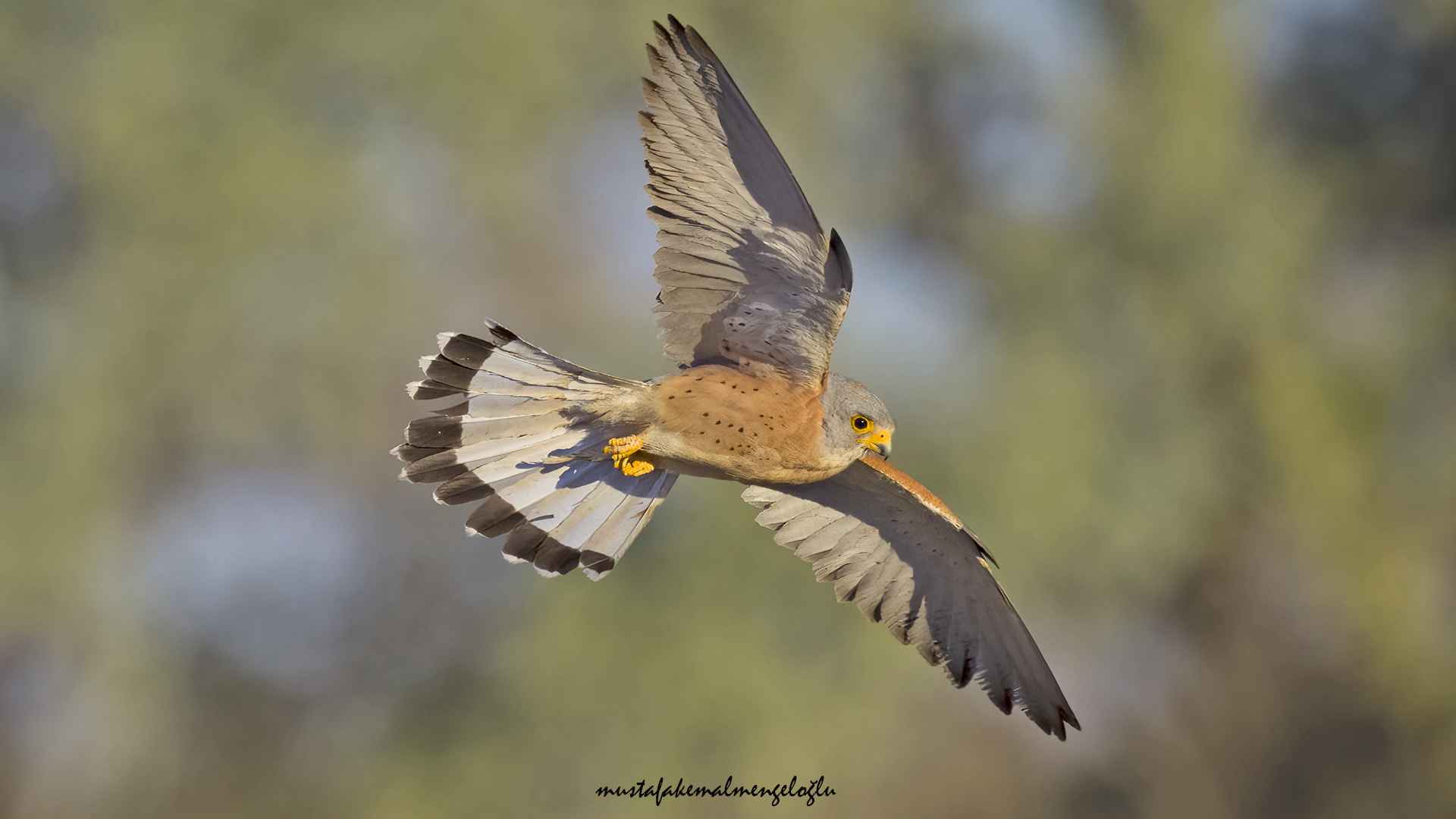 Lesser Kestrel