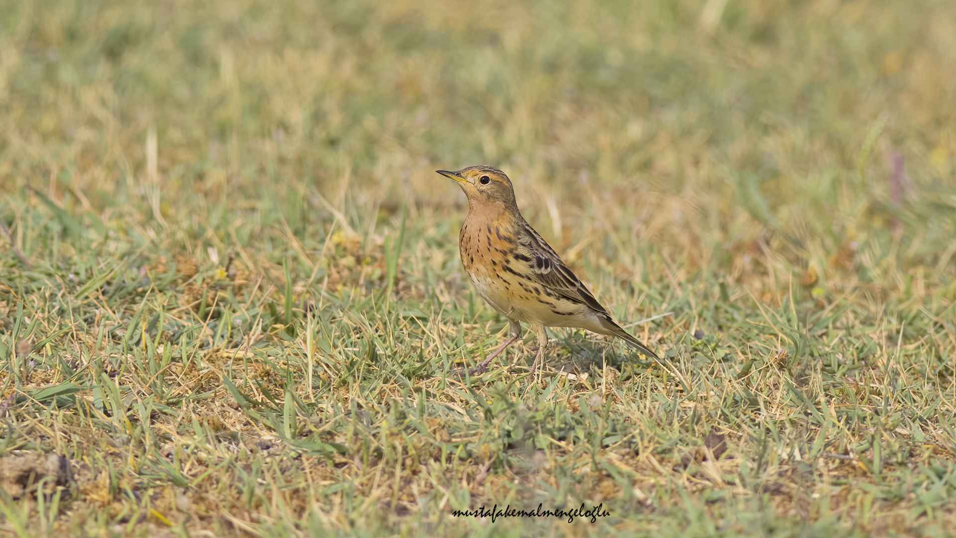 Red-throated Pipit