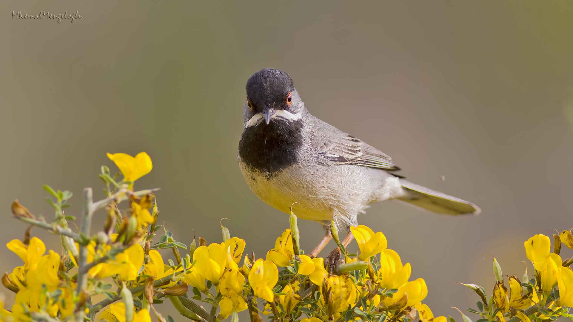 Rüppell's Warbler