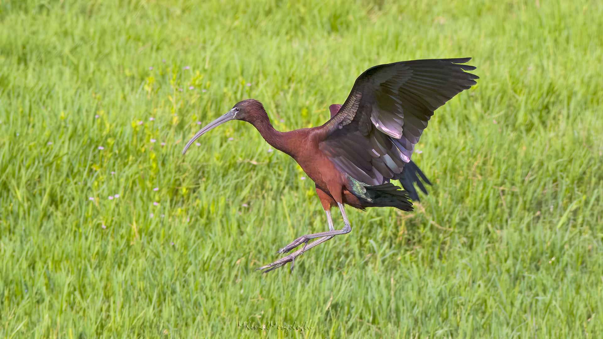 Glossy Ibis