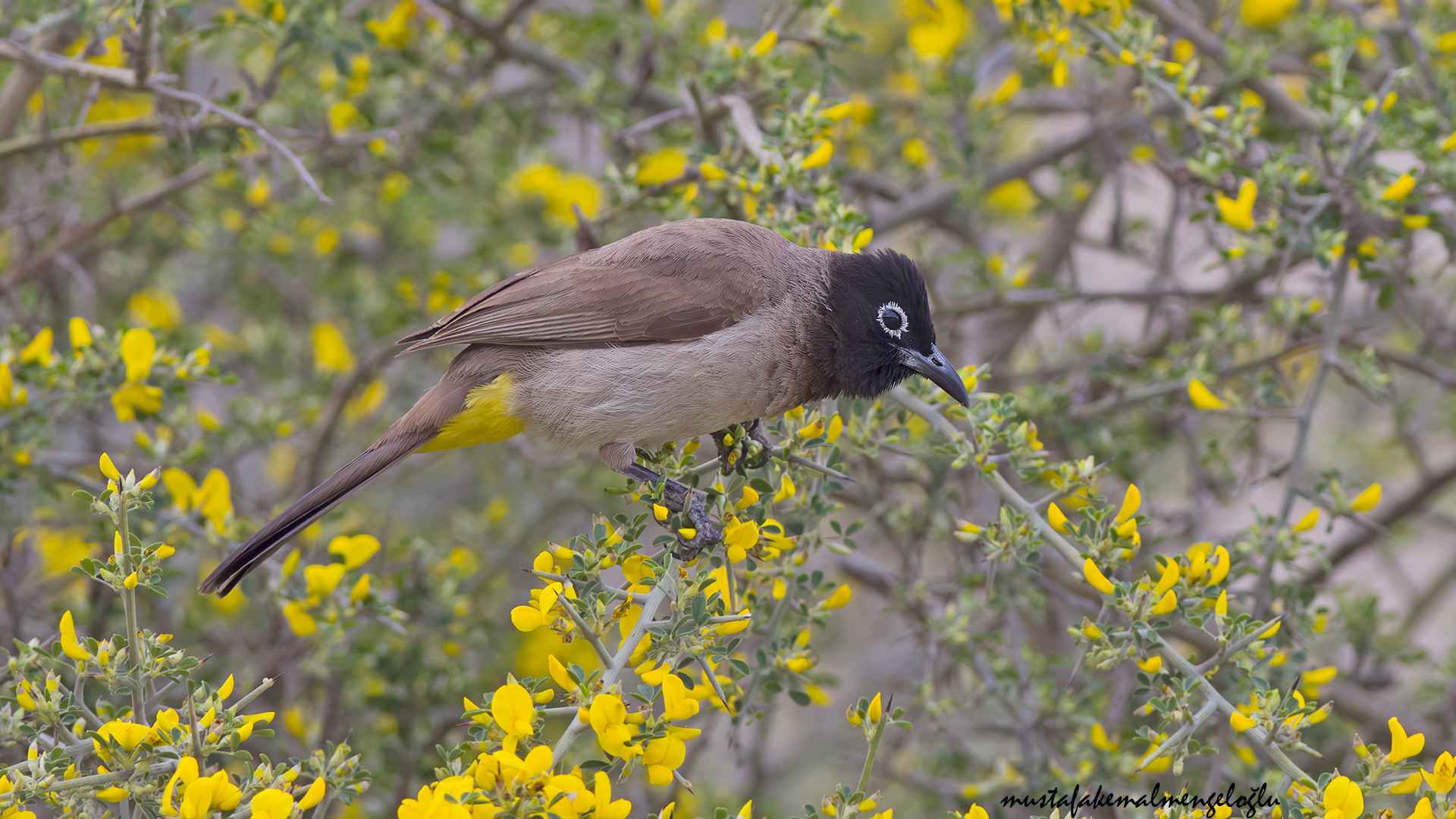 White-spectacled Bulbul