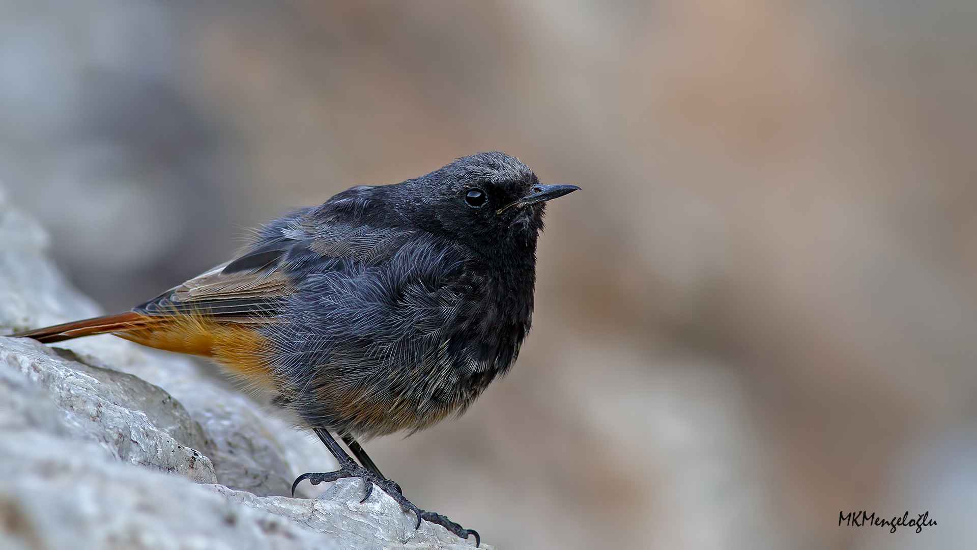 Kara kızılkuyruk