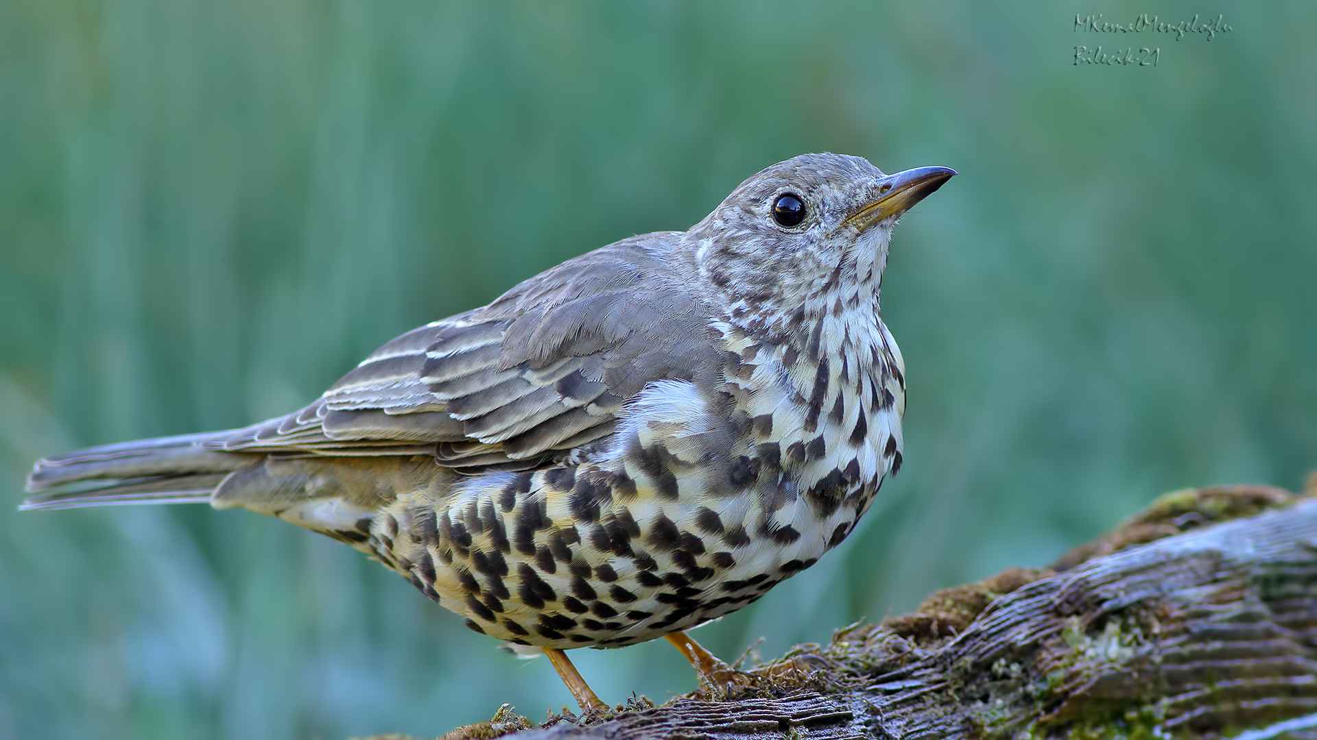 Song Thrush