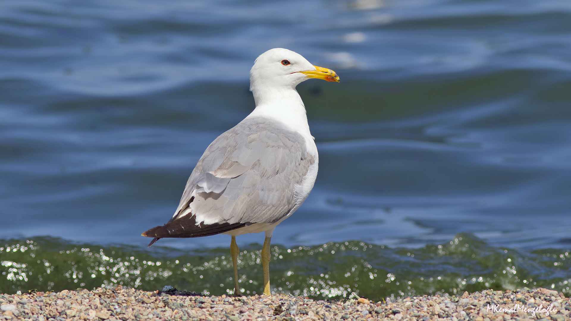 Armenian Gull