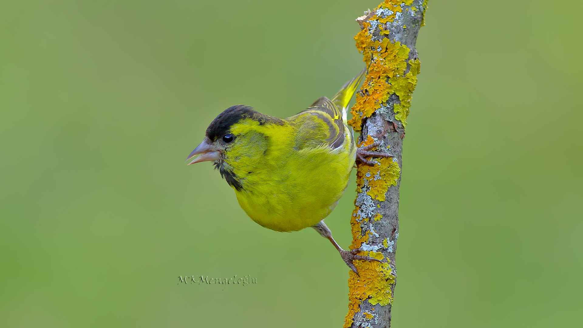 Eurasian Siskin