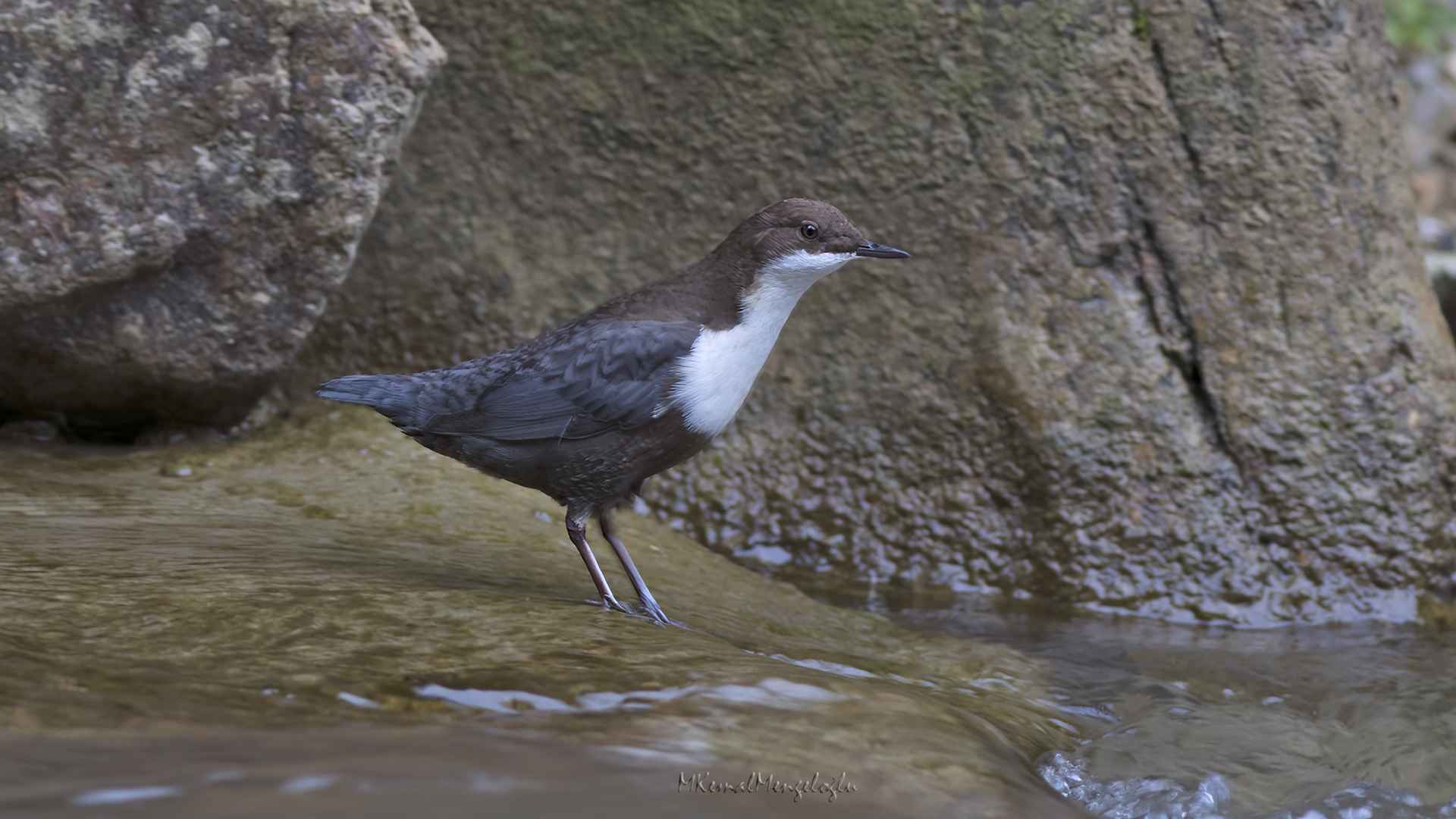 White-throated Dipper