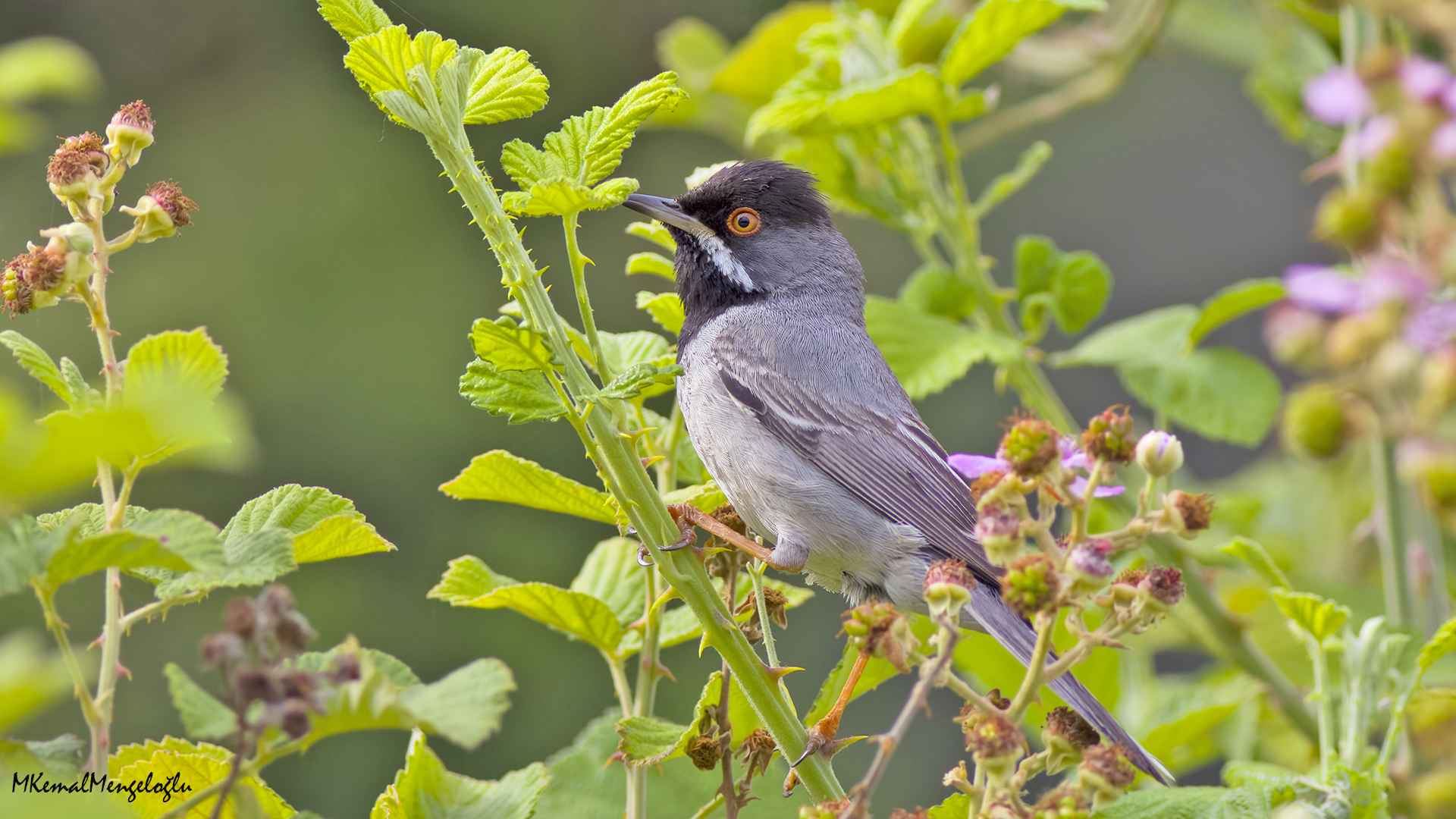 Rüppell's Warbler