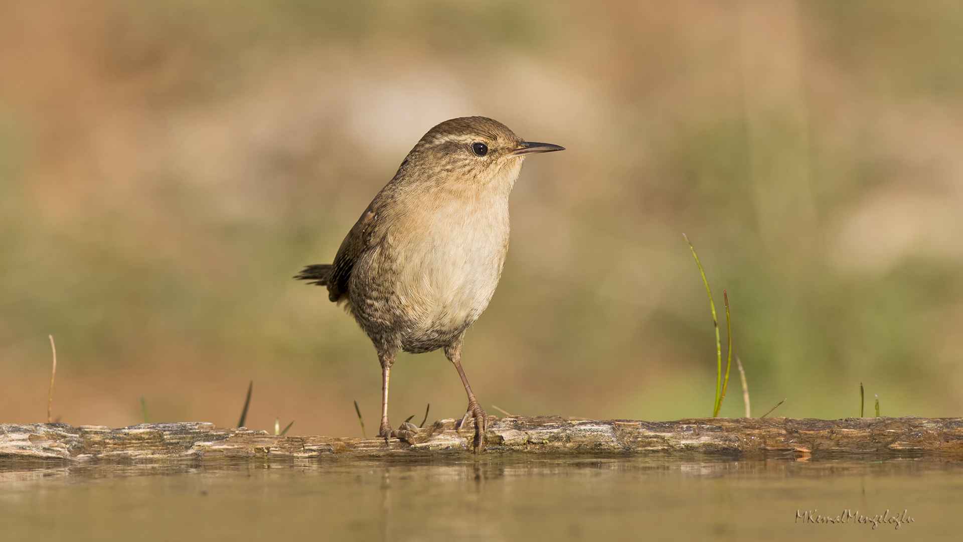 Eurasian Wren