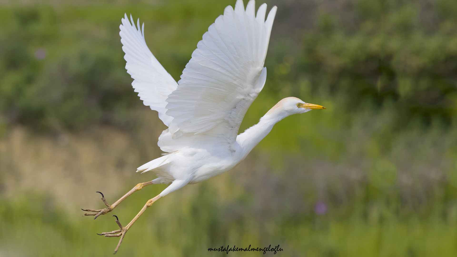 Cattle Egret
