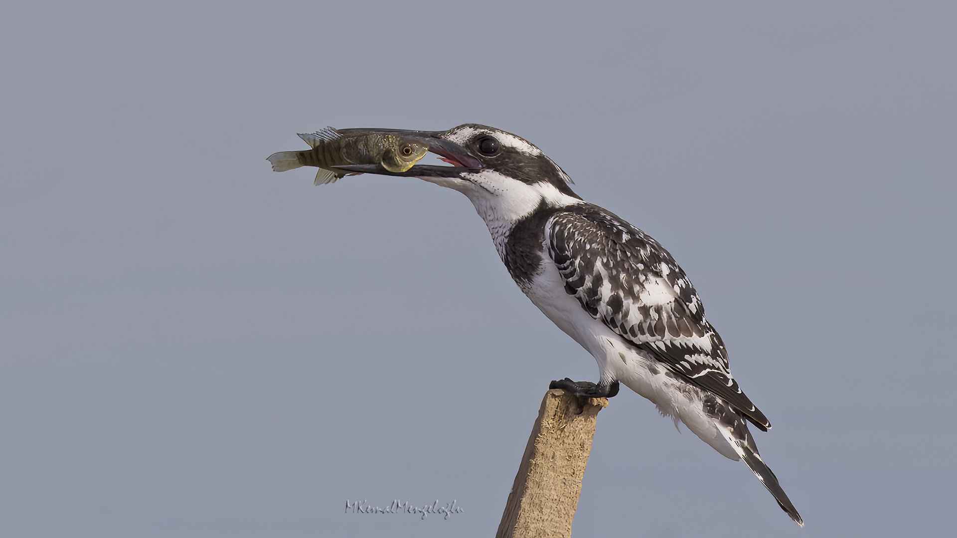 Pied Kingfisher