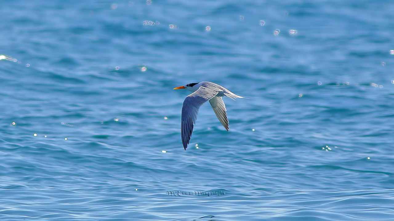 Lesser Crested Tern