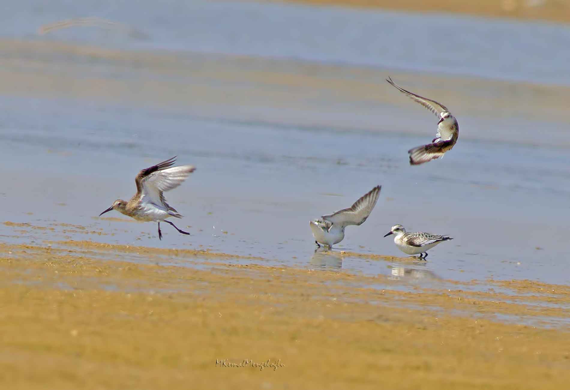 Sanderling