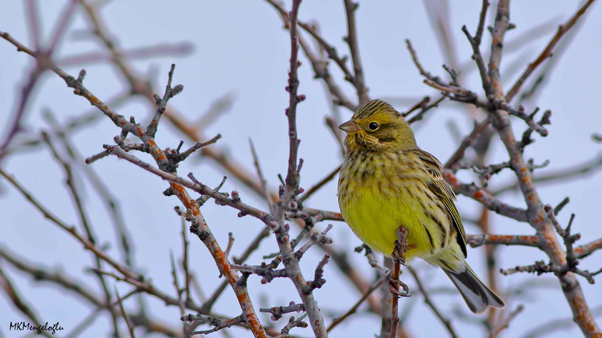 Yellowhammer