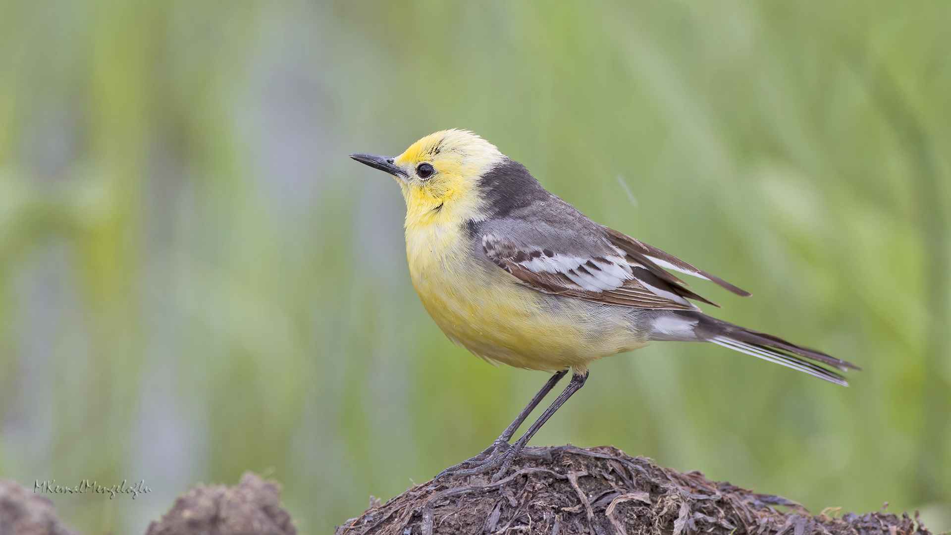 Citrine Wagtail