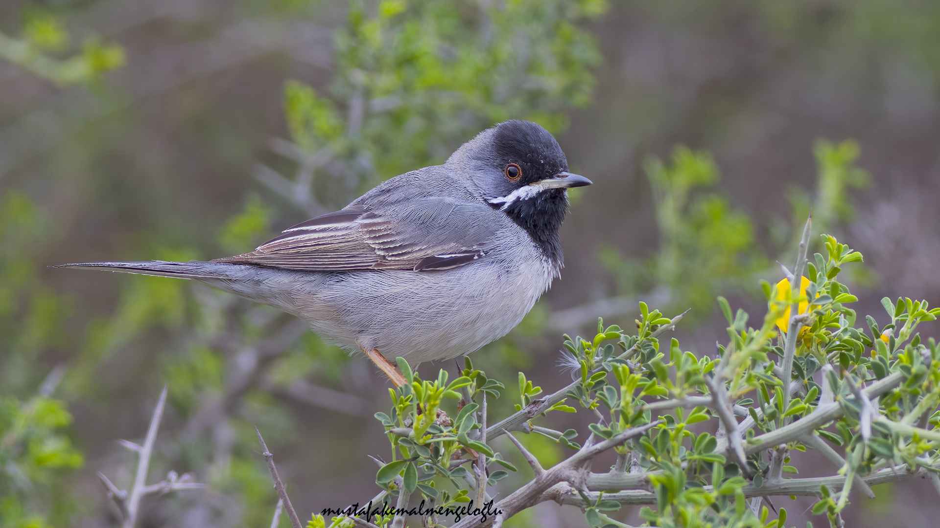 Rüppell's Warbler