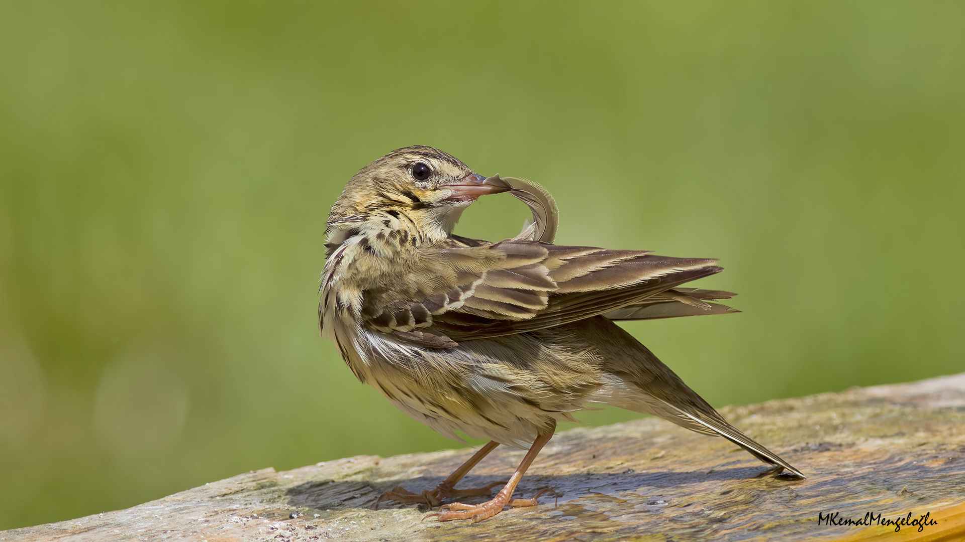 Tree Pipit